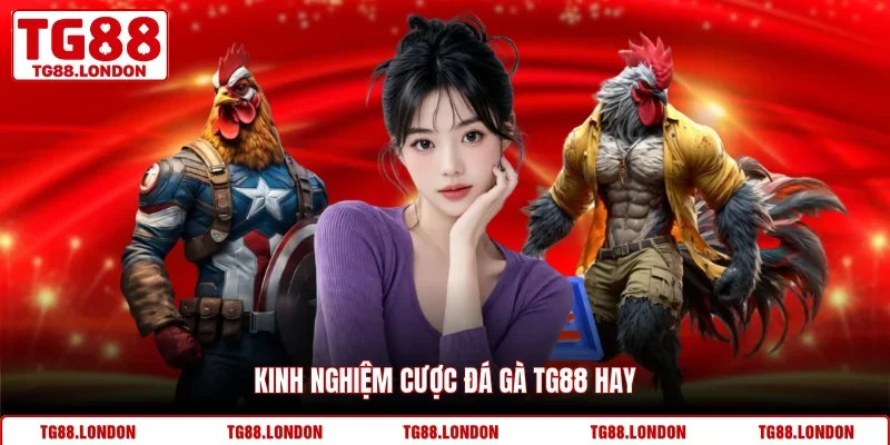 Kinh nghiệm cược đá gà TG88 hay